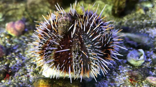 Ein Seeigel mit einer Schnecke darauf.