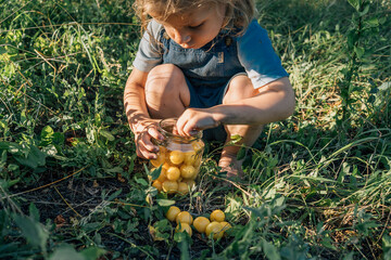 small boy collect mirabelle plum in glass