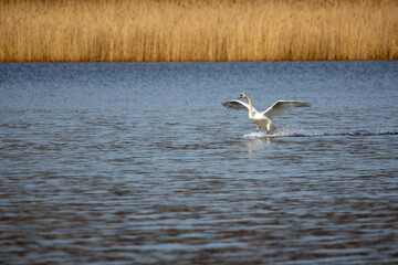 Mute Swan Landing on the Lake