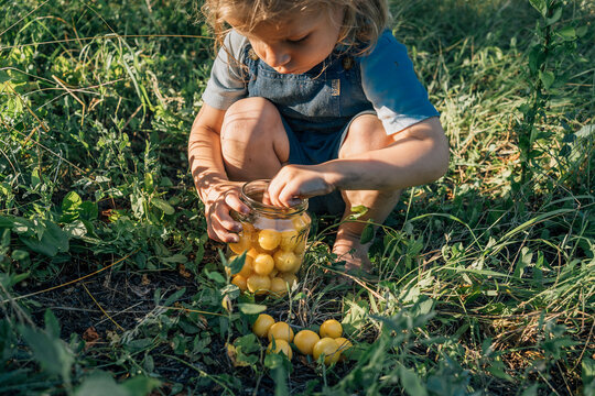 small boy collect mirabelle plum in glass