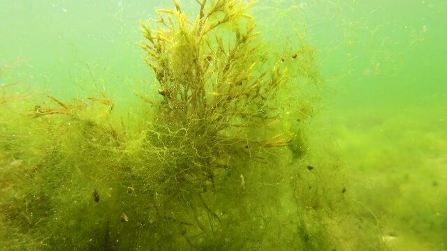 Brown algae macrophytes Cystoseira barbata and other green and red algae at the bottom of the Tiligul estuary, Black Sea