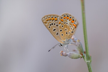 Butterfly restinf in the afternoon