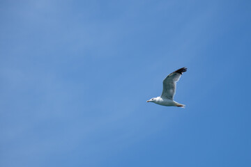 Summer Seagull
