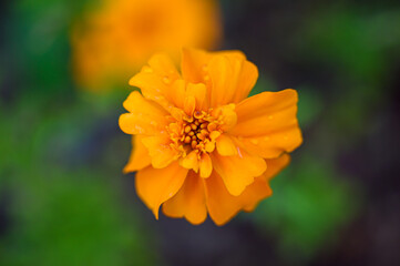 Flowers in the garden