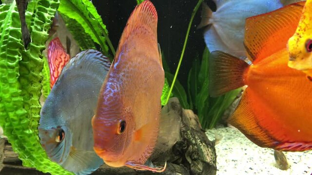 Blick auf Diskusfische, die im bepflanzten Aquarium schwimmen. Tropische Fische.
