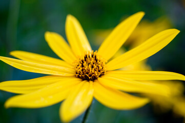 Flowers in the garden