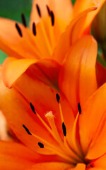 Close up of orange lily