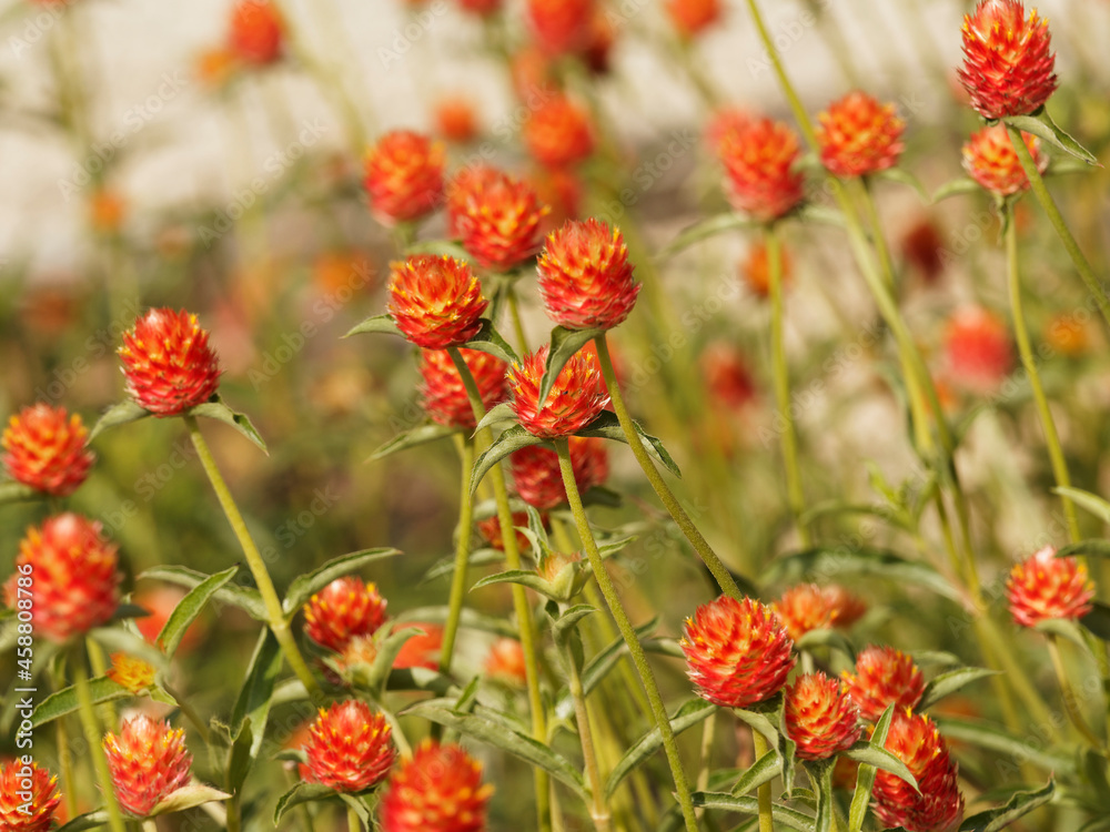 Poster Amarantines globuleuses ou Gomphrena globosa 'Aurea superba' à pétales drus et texturés, colorés jaune orangé sur de hautes tiges