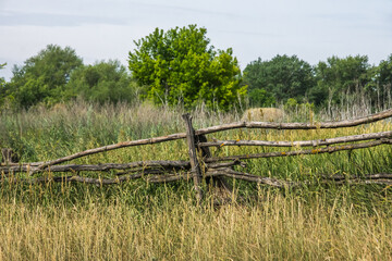 Old wooden hedge of thin dry tree trunks among tall grass