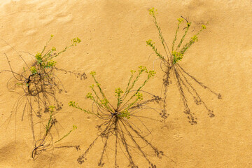 A group of green plants on yellow sand casting harsh shadows