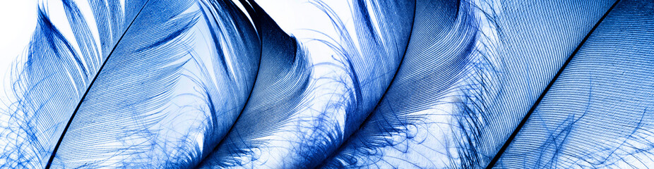 a little blue feather on a white background