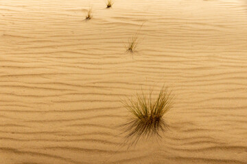 A few tufts of grass on a yellow wavy sand in the desert
