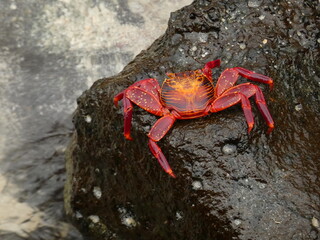 Sally Lightfoot crab (Grapsus grapsus) - red rock crab resting on wet stone, Puerto Ayora, Santa Cruz island, Galapagos
