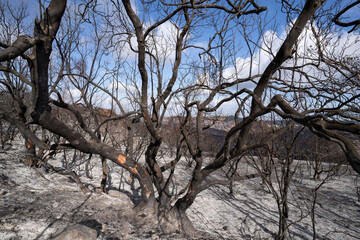 A Forest after a Wildfire