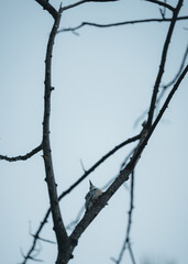 Fototapeta na wymiar tree winter bird sky background 