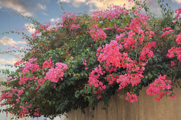 bougainvillea blooming on a wall with pink sky