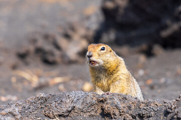 Urocitellus parryii. Kamchatka ground squirrel (Evrazhka) American ground squirrel. A beggar and carrier of plague and rabies - an affectionate killer, a cute animal.