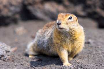 Kamchatka ground squirrel (Evrazhka) American ground squirrel. A beggar and carrier of plague and rabies - an affectionate killer, a cute animal. Urocitellus parryii.