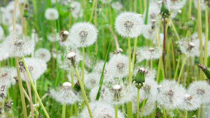 There are many dandelions that have bloomed in the field. Spring flowers in the street. Dandelion breeding