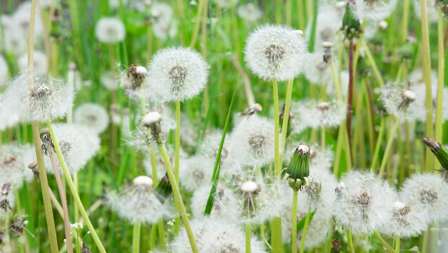 There are many dandelions that have bloomed in the field. Spring flowers in the street. Dandelion breeding