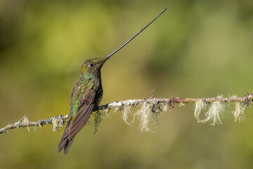 Fototapeta na wymiar Sword-billed hummingbird perched on branch