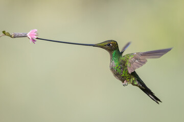 Sword-billed hummingbird foraging on tropic flower