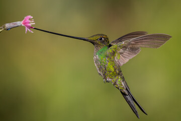 Fototapeta premium Sword-billed hummingbird foraging on tropic flower