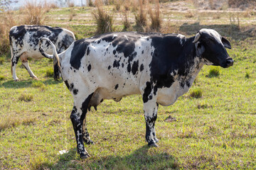 spotted dairy cow urinating in pasture