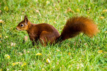 Cute squirrel sitting in green grass in the meadow