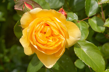 Yellow rose in a garden