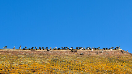 Pigeons on the roof against the blue sky