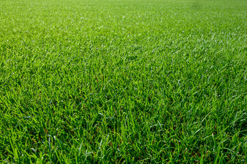 Beautiful wet natural grass on the sport pitch