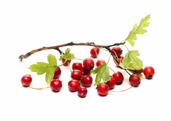 Red fruit, (Crataegus monogyna) common hawthorn, oneseed hawthorn or single-seeded branch isolated on white background 