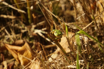 Frosch an Gras