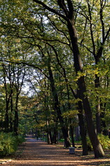 Colorful autumn forest with beautiful branched trees with many yellow, green, red and brown leaves  and meadow, Borisova gradina, Sofia, Bulgaria 