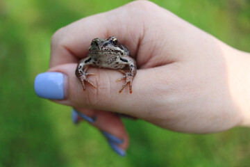 Obraz premium Close-up of a woman's manicured hand holding a winking frog