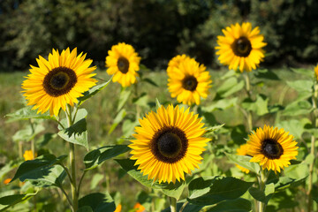 Sunflowers in a field blowing
