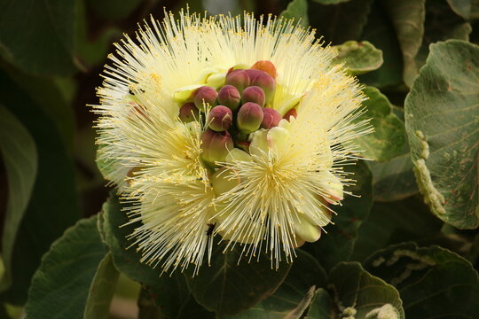 Pequi flower