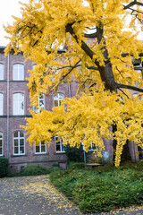 yellow ginkgo tree in the city