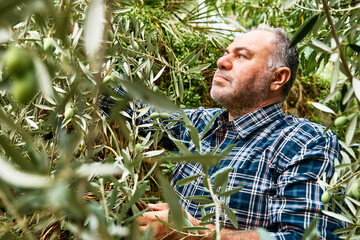 Man picking olives from the olive tree in the garden. Harvesting in mediterranean olive grove in Sicily, Italy. Gardener in ecobio garden.