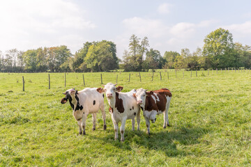 Naklejka na ściany i meble Cows in a pasture.