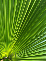 Obraz premium Close up view the pattern on a large leaf back lit by sunlight