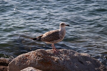 seagull on the rocks
