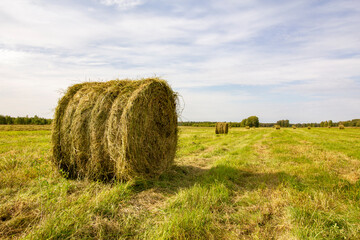 Hay roll of freshly rolled grass for winter feeding of livestock is on the background of the field and other rolles of mowed grass.