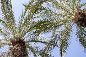 palm trees against the sky