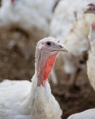 domestic white turkey on the farm. farm animals raised for food. thanksgiving turkey a traditional dish. farming and animal husbandry. pets and poultry chickens ducks and geese for sale for meat and