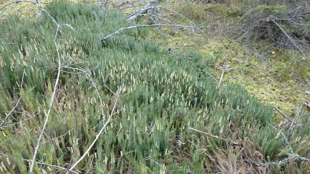 View of the green stiff clubmoss grasses on the forest ground in Estonia