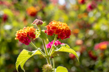 tree verbena, Lantana camara. macro close-up.