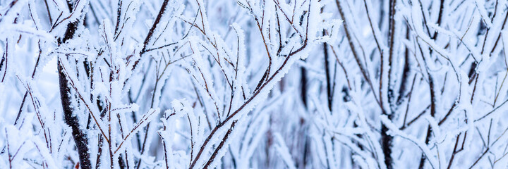 Snow and rime ice on the branches of bushes. Beautiful winter background with trees covered with hoarfrost. Plants in the park are covered with hoar frost. Cold snowy weather. Cool frosting texture.