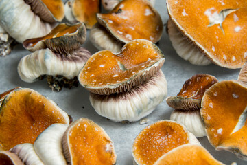 Freshly Harvested Koh Samui P.Cubensis Mushrooms